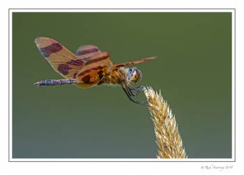 dragonfly 1 copy 4.jpg